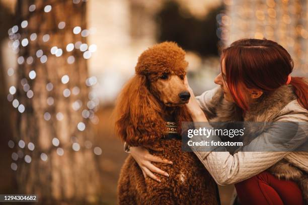 jonge vrouw die haar aanbiddelijke bruine poedel aait - brown poodle stockfoto's en -beelden