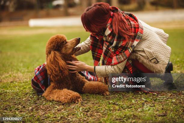 junge frau bedeckt ihren hund mit einem schal, während sie spielen - standard poodle stock-fotos und bilder