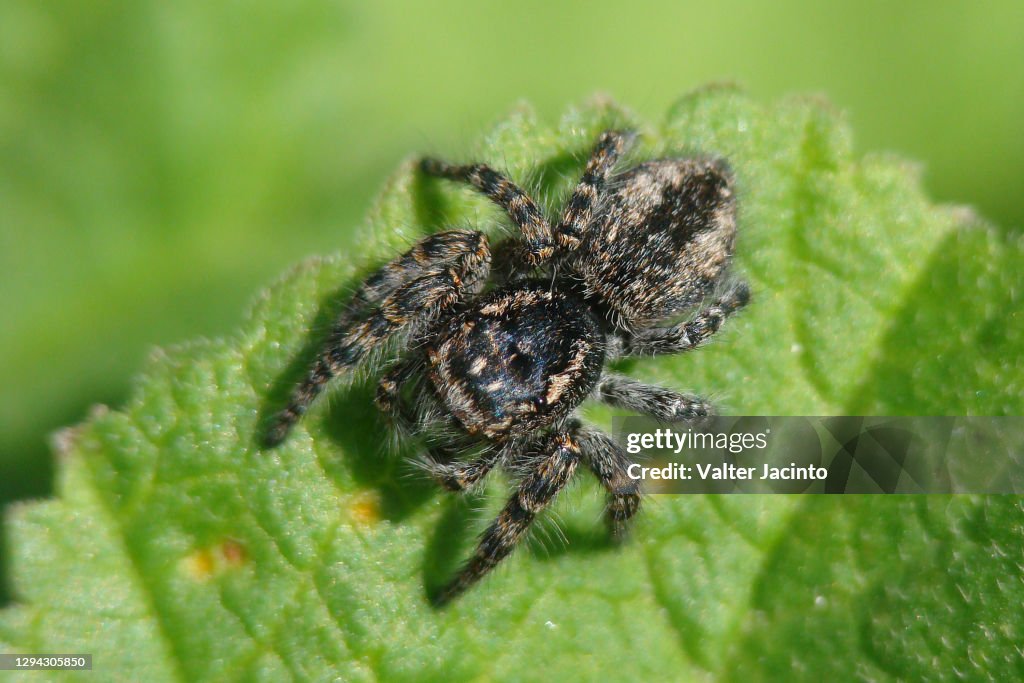 Red-bellied Jumping Spider (Philaeus chrysops), female