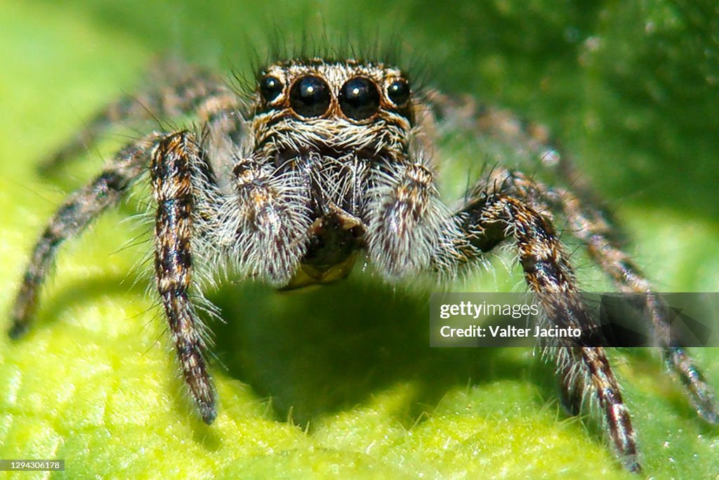 Red-bellied Jumping Spider (Philaeus chrysops), female