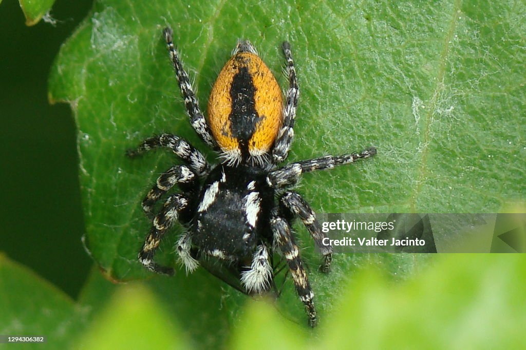 Red-bellied Jumping Spider (Philaeus chrysops), male