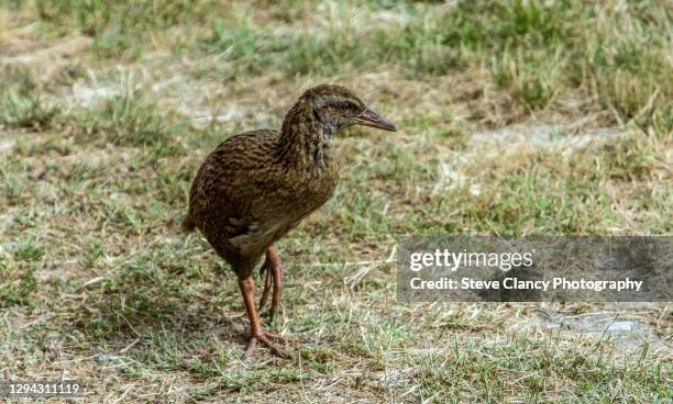 95 Weka Bird Stock Photos, High-Res Pictures, and Images - Getty Images
