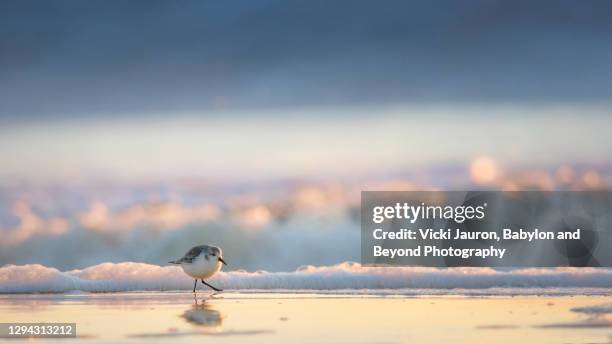 small bird against surf and ocean at long beach island, jersey shore - long beach island stockfoto's en -beelden