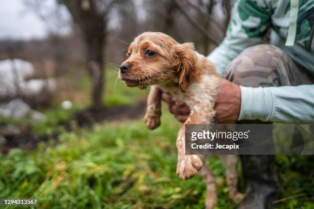 man crouching in back yard and holding puppy in hands, close up - breeder stock pictures, royalty-free photos & images