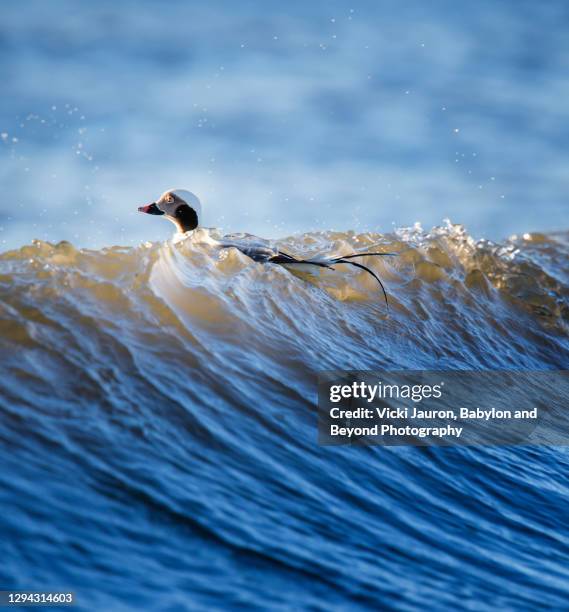 Duck Riding Currents 79 Great Duck Island Stock Photos, High-Res Pictures, and Images ...