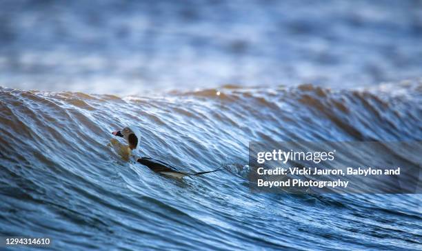 Duck Riding Currents 19 Duck Island New Jersey Stock Photos, High-Res Pictures, and Images ...