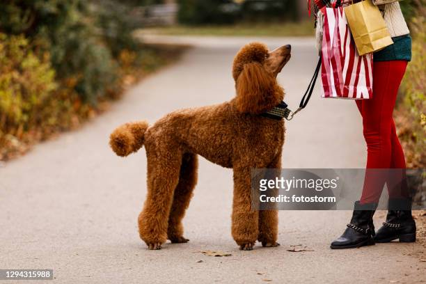 hund wartet auf seinen besitzer, um ihm befehle während gehorsamstraining zu geben - standard poodle stock-fotos und bilder
