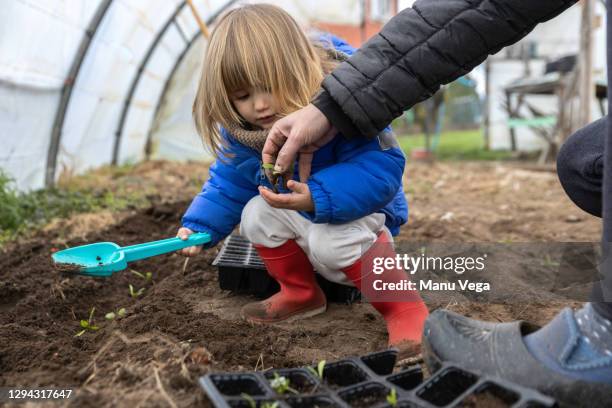 little girl with her mother growing spinach in a greenhouse - winter vegetables stockfoto's en -beelden