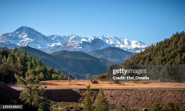 kamelen in de vallei ourika bij de voet van hoge atlas moutains - morocco stockfoto's en -beelden