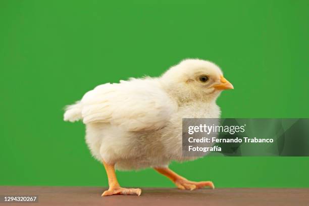 chick on green background - 雛鳥 ストックフォトと画像