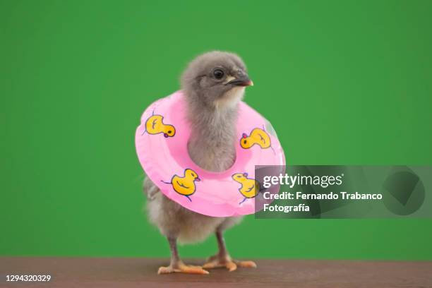 chick with float on green background - baby chicken stock pictures, royalty-free photos & images