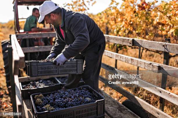 vineyard worker transporting grapes - agriculture industry stock pictures, royalty-free photos & images