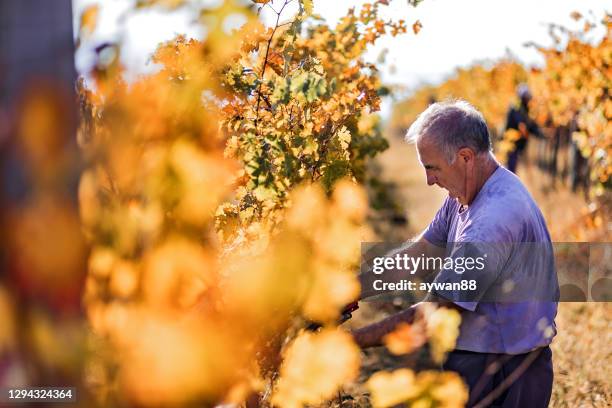 man harvesting grapes - grape harvest stock pictures, royalty-free photos & images