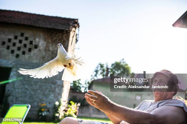 an old man releasing a white pigeon that is flying away from his hands - homing pigeon stock pictures, royalty-free photos & images