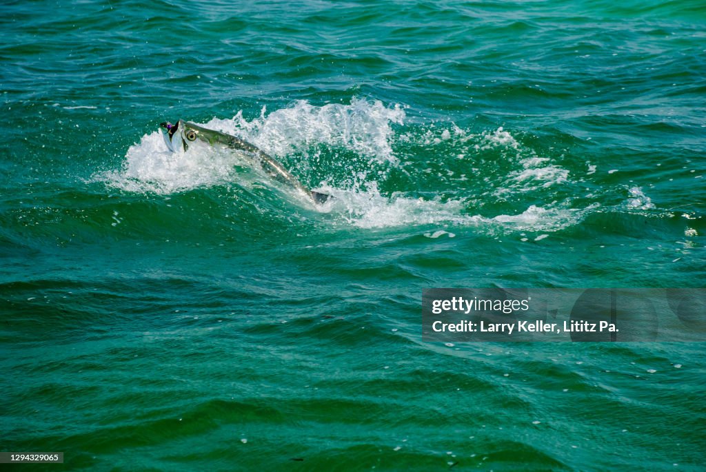 Islamorada Tarpon hooked on a fly rod and fly-fishing