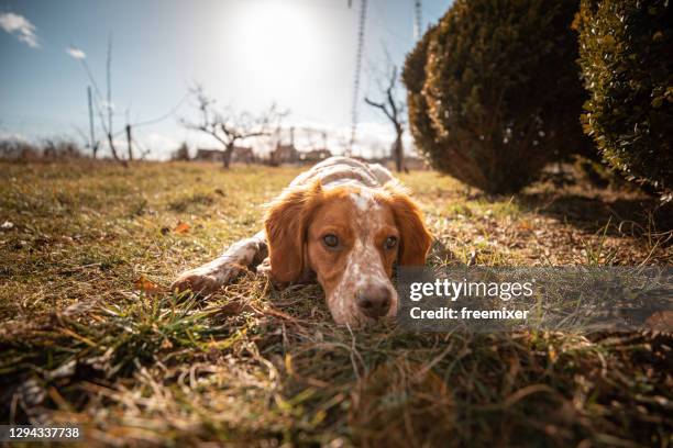 close up of cute dog lying on grass in back yard on sunny day - brittany spaniel stock pictures, royalty-free photos & images