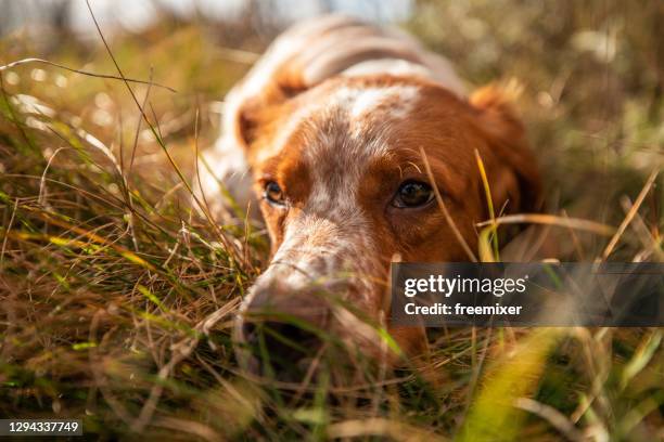 close up of cute dog lying on grass in back yard on sunny day - brittany spaniel stock pictures, royalty-free photos & images