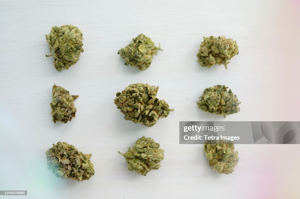 Studio shot of rows of cannabis buds