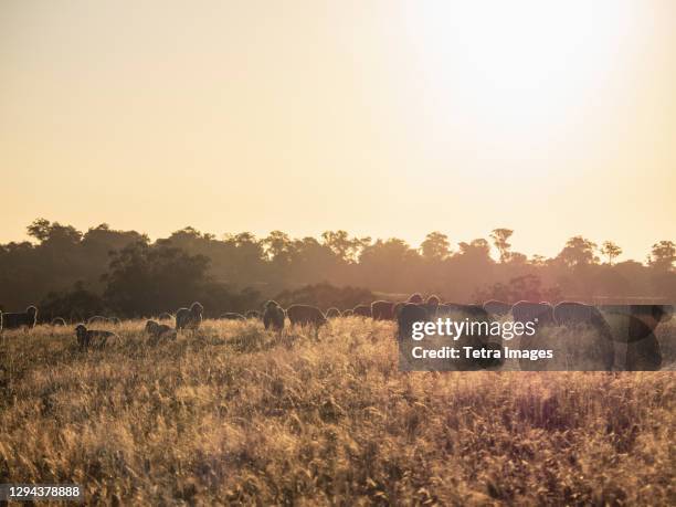 australia, new south whales, kandos, sheep grazing at sunset - australian pasture stock pictures, royalty-free photos & images