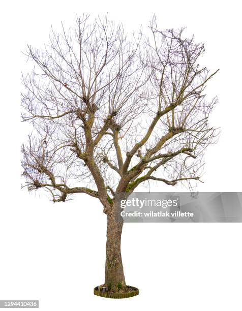 dead tree isolated with white background. - bare tree silhouette stock pictures, royalty-free photos & images