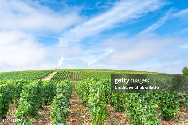 vineyards and grapes in a hill-country farm in france. - reims stock-fotos und bilder