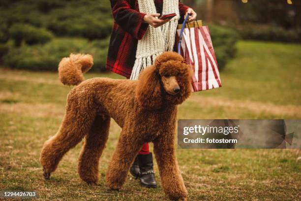 woman walking her dog and texting friends - standard poodle stock pictures, royalty-free photos & images