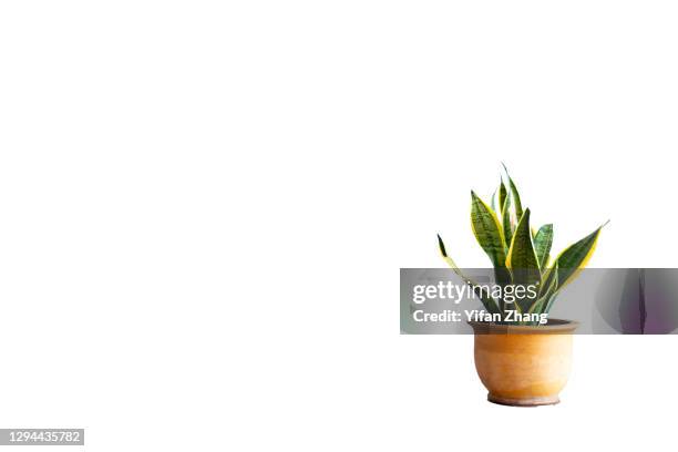 a cut-out potted plant with white background - blumentopf stock-fotos und bilder