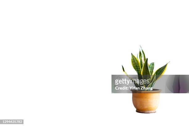 a cut-out potted plant with white background - plante verte photos et images de collection