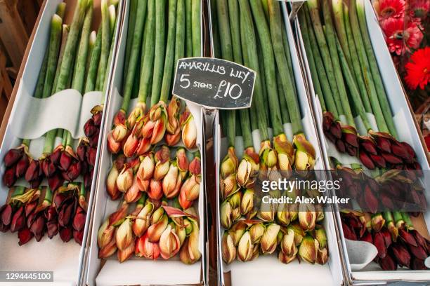 bunches of long stem colourful flowers in boxes at flower market - long stem flowers stock pictures, royalty-free photos & images