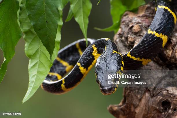 the gold- ringed cat snake in defensive mode ( boiga dendrophilia ) - cobra rey fotografías e imágenes de stock