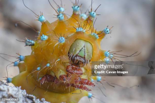 details of the face of a giant peacock moth caterpillar, macro beauty - big foot monster stock pictures, royalty-free photos & images