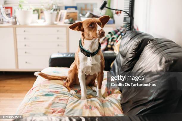 brown and white podenco dog with blue eye sitting on a sofa - ladrando fotografías e imágenes de stock