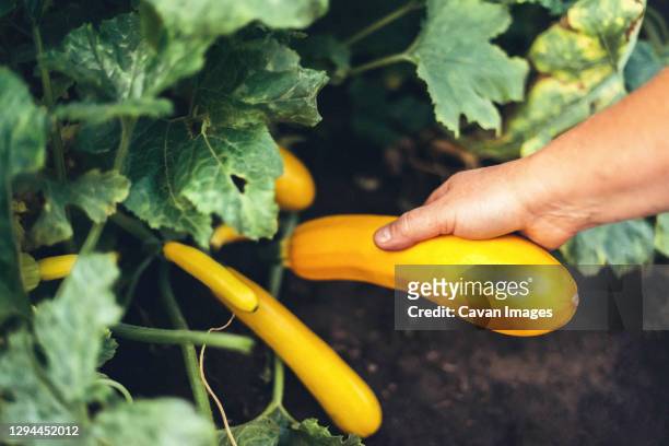 woman holding zucchini while standing at  garden - winter squash stock pictures, royalty-free photos & images