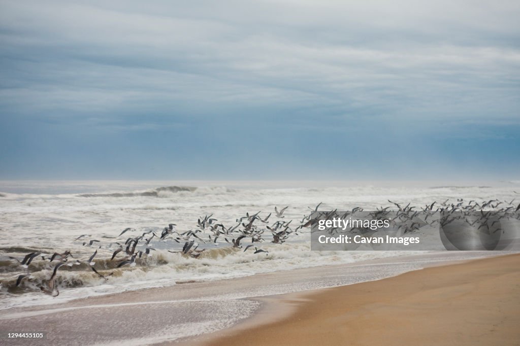 Seagulls flying towards the ocean