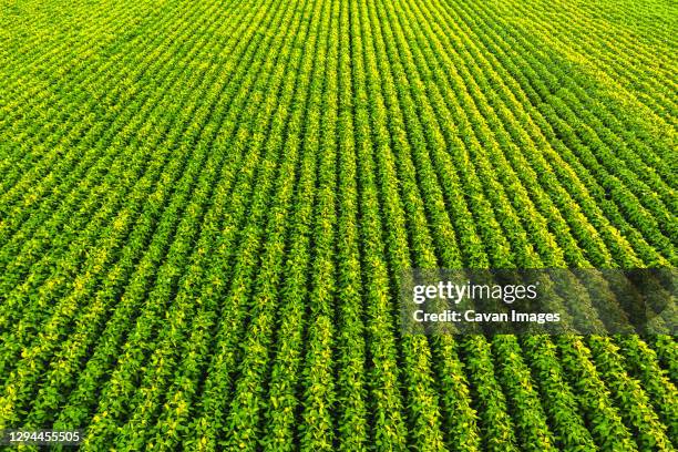 soybean field with rows of soya bean plants. aerial view - monoculture stock pictures, royalty-free photos & images