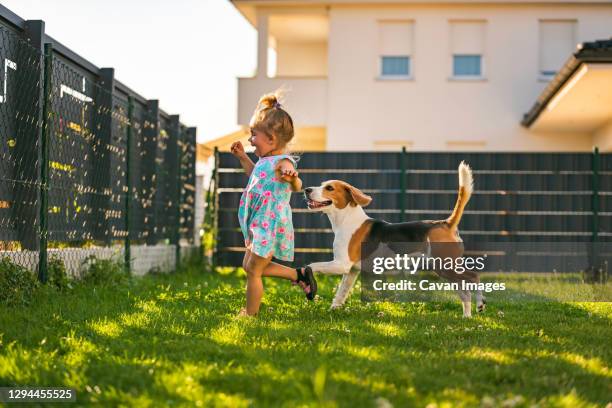 baby girl running with beagle dog in backyard in summer day. domestic animal with children concept. - dogs tug of war stock pictures, royalty-free photos & images