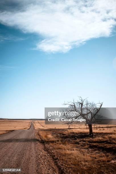 remote dirt road and lone tree, kiowa national grassland, new mexico - kiowa national grassland stock pictures, royalty-free photos & images