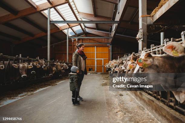 mother and son in barn full of cows in winter - baby winter farm son stock pictures, royalty-free photos & images