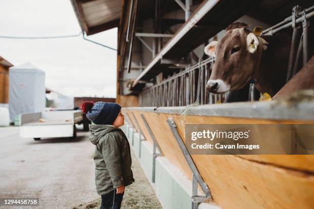 young boy looking at cow eat in farm in winter - baby winter farm son stock pictures, royalty-free photos & images