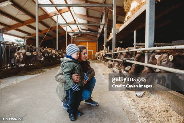 mom and child looking at cows in barn in winter - baby winter farm son stock pictures, royalty-free photos & images