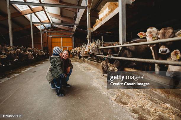 mom smiling and child looking at cows in barn in winter - baby winter farm son stock pictures, royalty-free photos & images