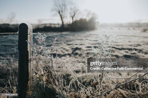 frozen cowslip in front of a frosty field - escarcha fotografías e imágenes de stock