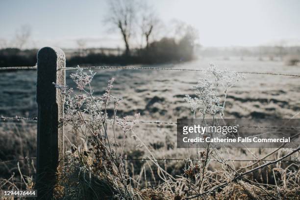 frozen cowslip in front of a frosty field - winter meadow stock pictures, royalty-free photos & images