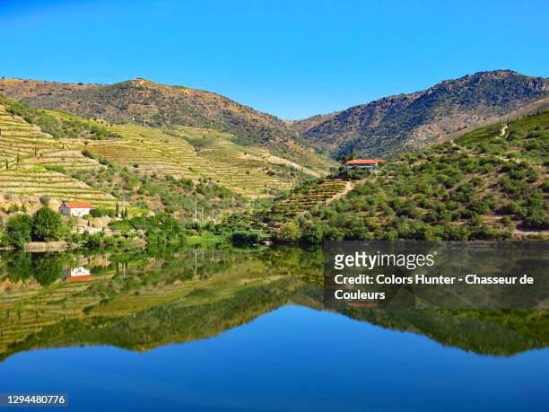 vineyards on the banks of the douro river in summer - douro river bildbanksfoton och bilder