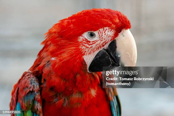 red ara macao parrot head - arara de asa verde imagens e fotografias de stock