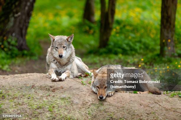 two grey wolves resting on a hill in spring - bialowieza forest stock-fotos und bilder