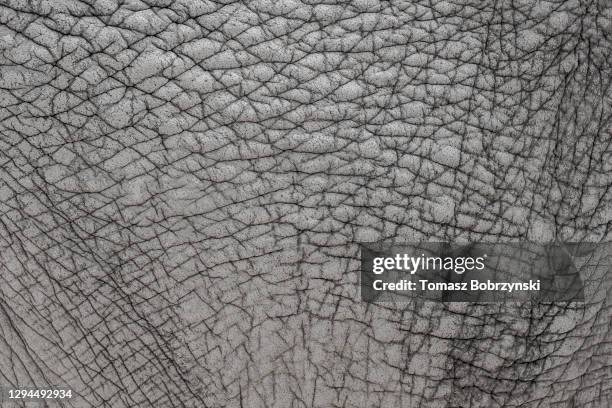 Elephant Skin Pattern