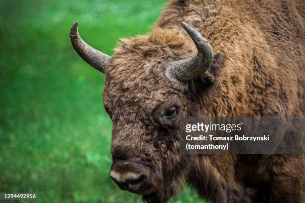 european bison head and horns - bialowieza photos et images de collection