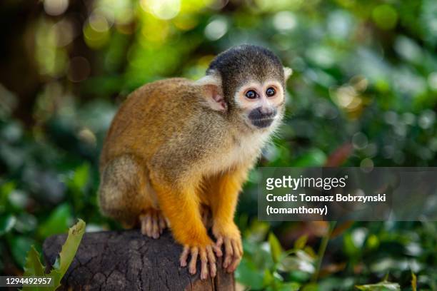squirrel monkey in the zoo - dödskalleapa bildbanksfoton och bilder