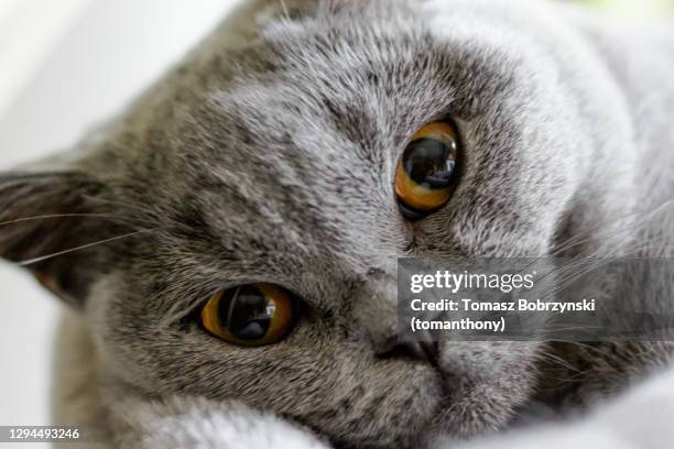 a cute cat face - orange cat stockfoto's en -beelden